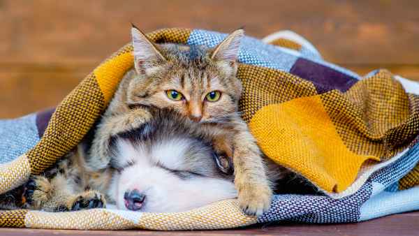 cat-dog-anxiety