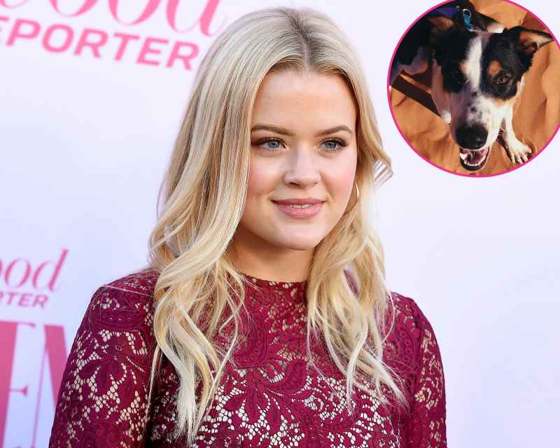 Ava Phillippe Stars Who Are Adopting or Fostering Pets During Quarantine