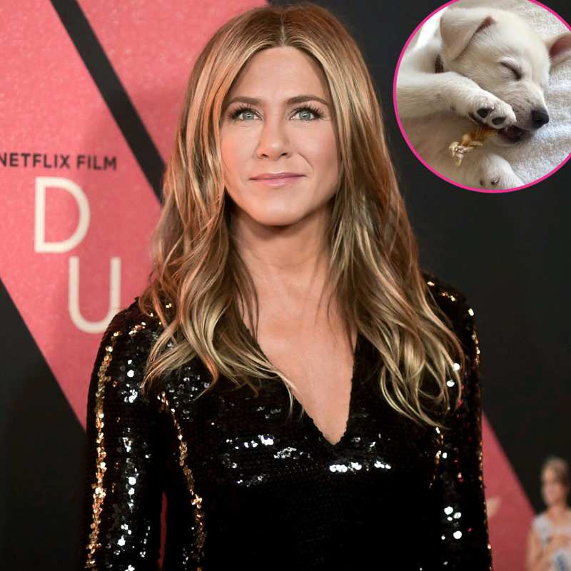 Jennifer Aniston Celebs Adopting or Fostering Pets During Quarantine