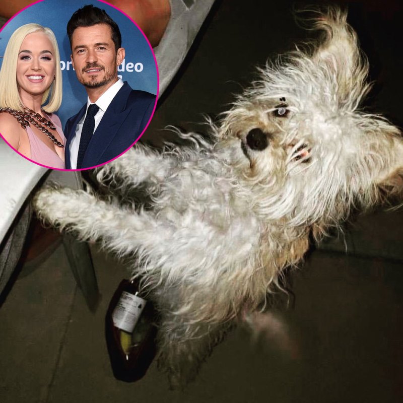 Katy Perry and Orlando Bloom Foster a New Puppy Buddy Foster Adopt