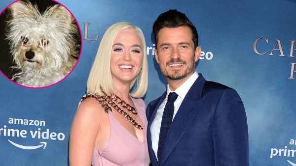 Katy Perry and Orlando Bloom Foster a New Puppy Buddy