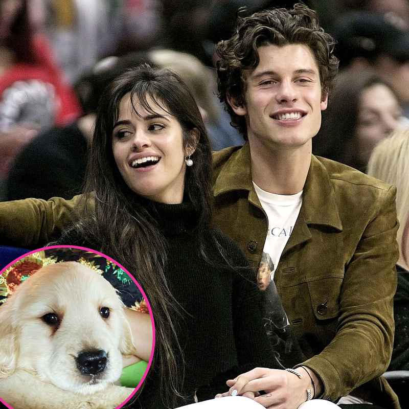 Stars Whove Adopted Fostered Pups Pandemic Shawn Mendes Camila Cabello