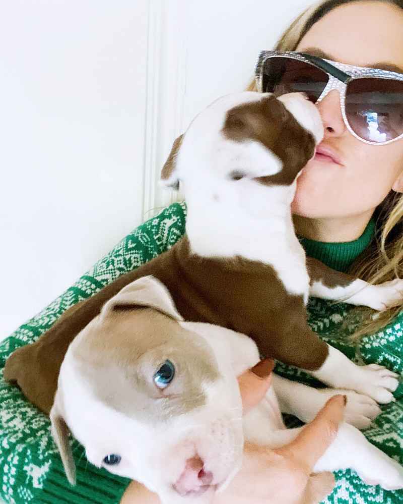 Kate Hudson Couldnt Say No' to Fostering 2 Pit Bull Pups Amid Pandemic