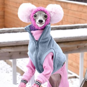 Tika the Iggy