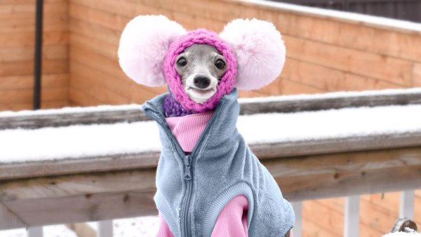 Tika the Iggy