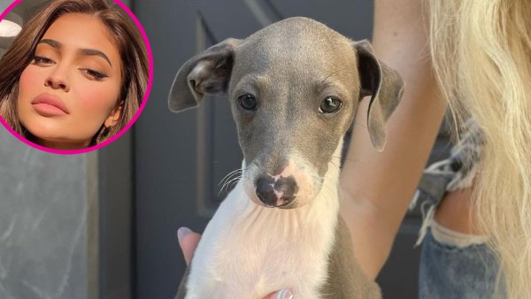 Kylie Jenner Introduces New Pooch Kevin on Instagram p