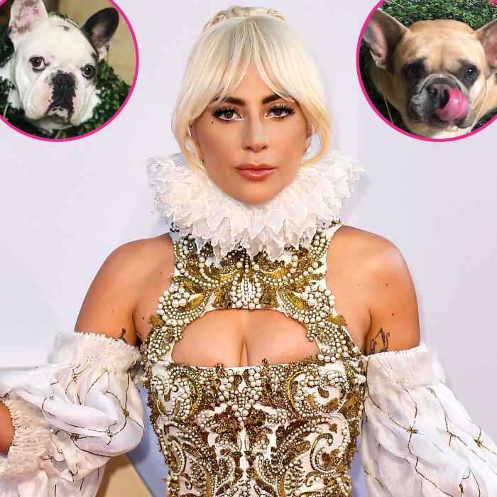 Lady Gaga Is Beside Herself After Dog Walker Shooting Offering 500000 Reward For Return Of Beloved Pets