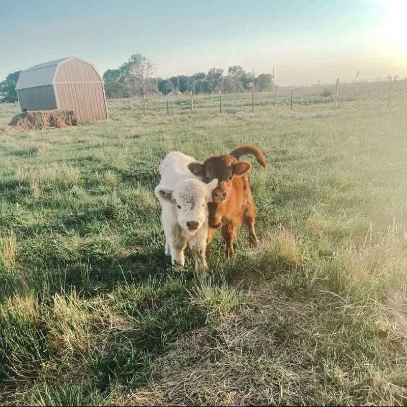 Cute Cows Chelsea Houska Cole DeBoer Are Building Farmhouse Family June 2021