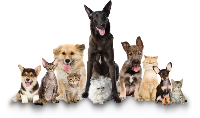 PetJoy