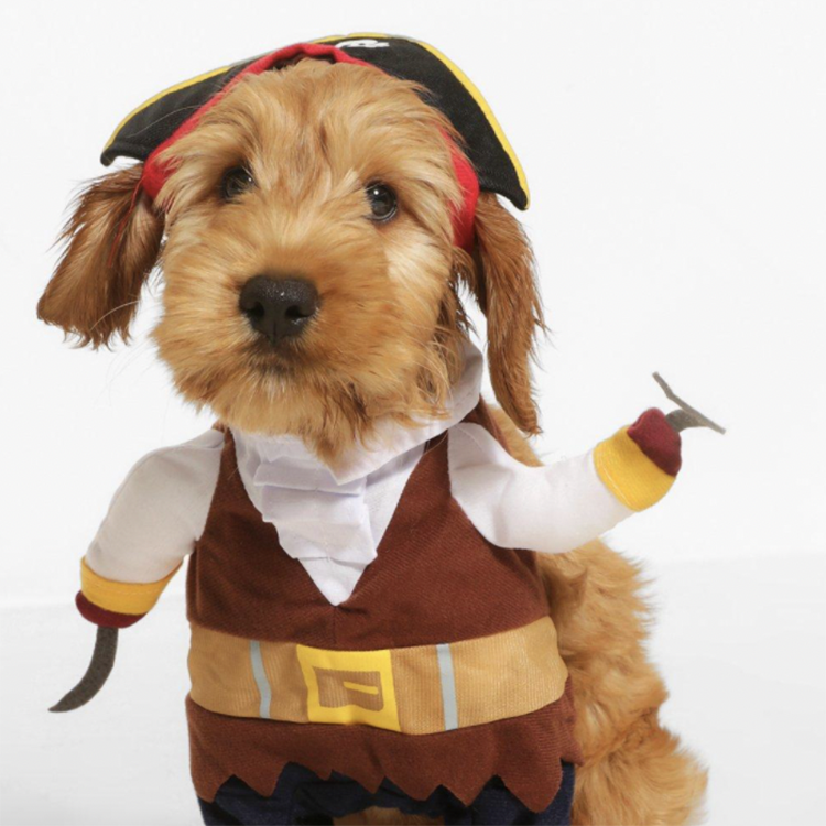 boohoo-pet-pirate