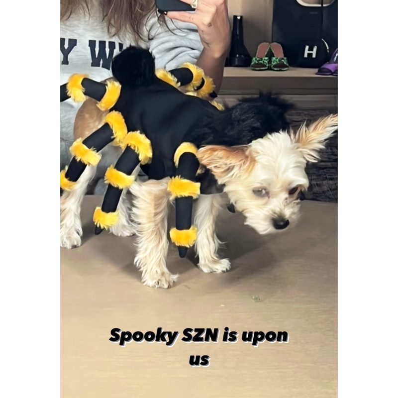 Celebrities Whose Pets Have the Best Halloween Costumes in Hollywood