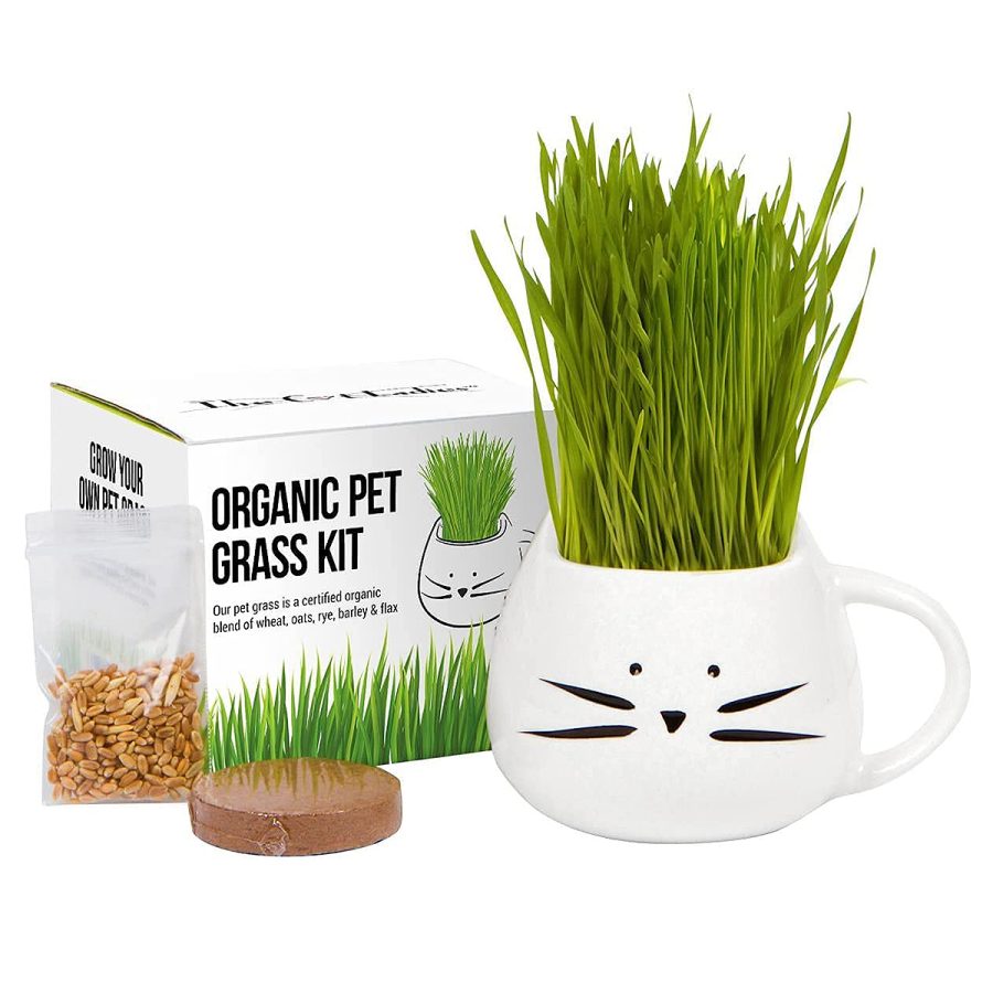 holiday-gifts-pet-colors-cat-grass-kit