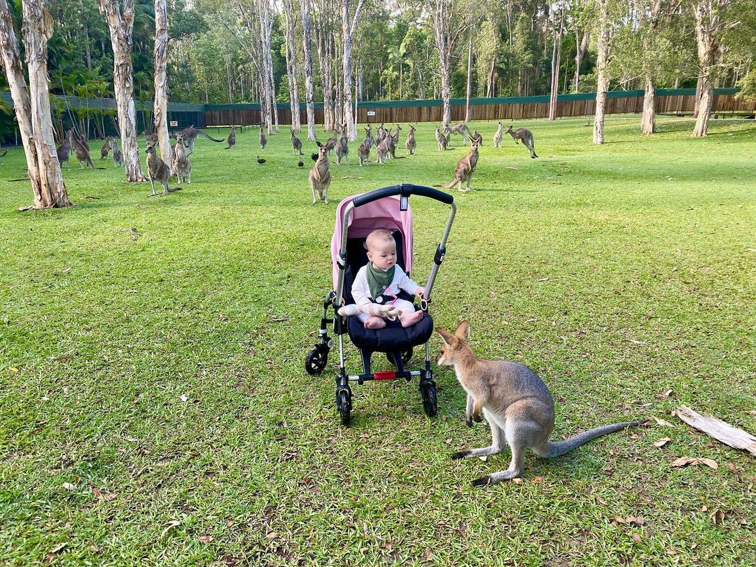 Bindi Irwin, Chandler Powell's Daughter Meets Kangaroos and More Animals