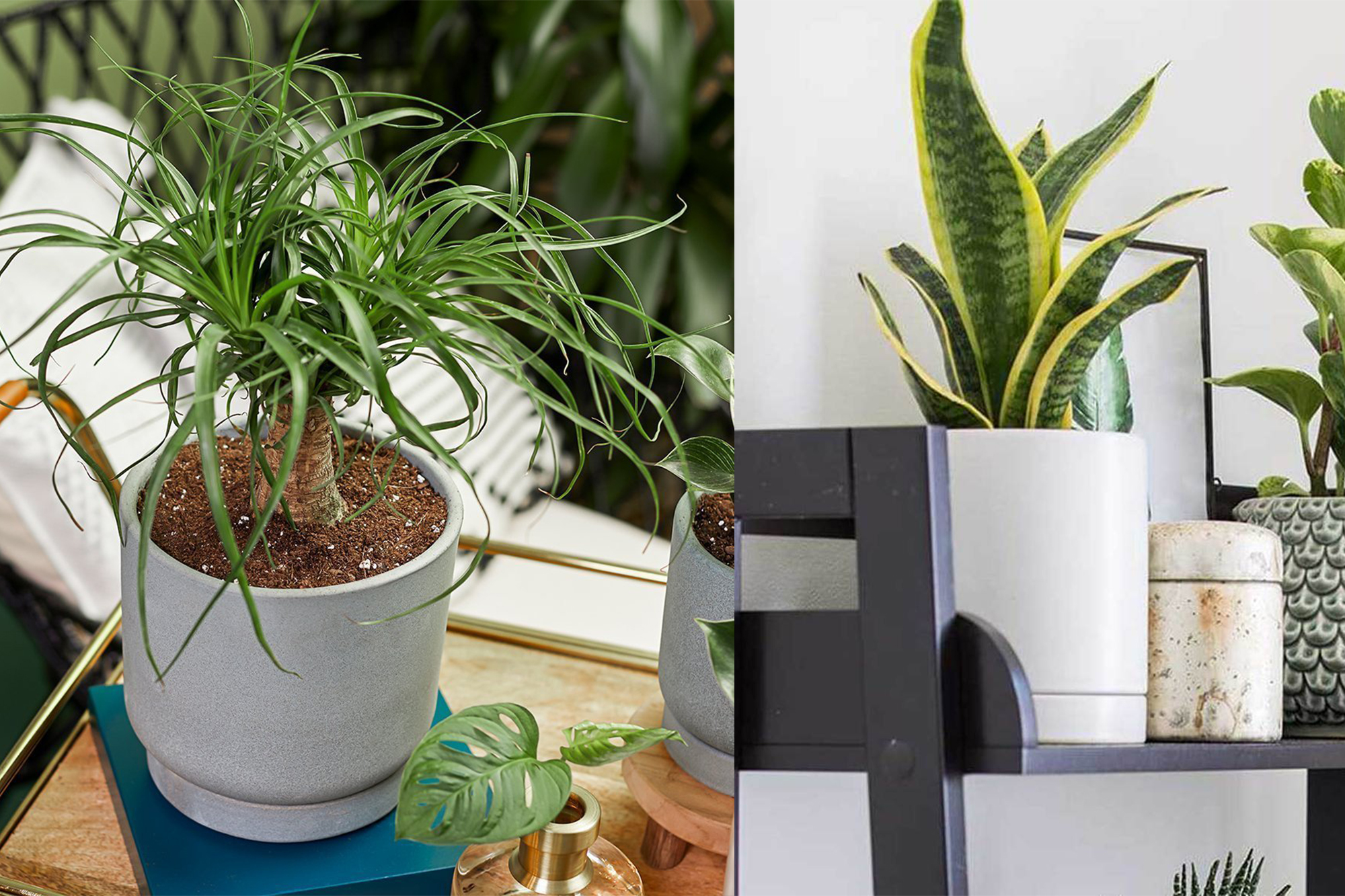 Greendigs Has So Many Unique Plants That Can Liven Up Your Space