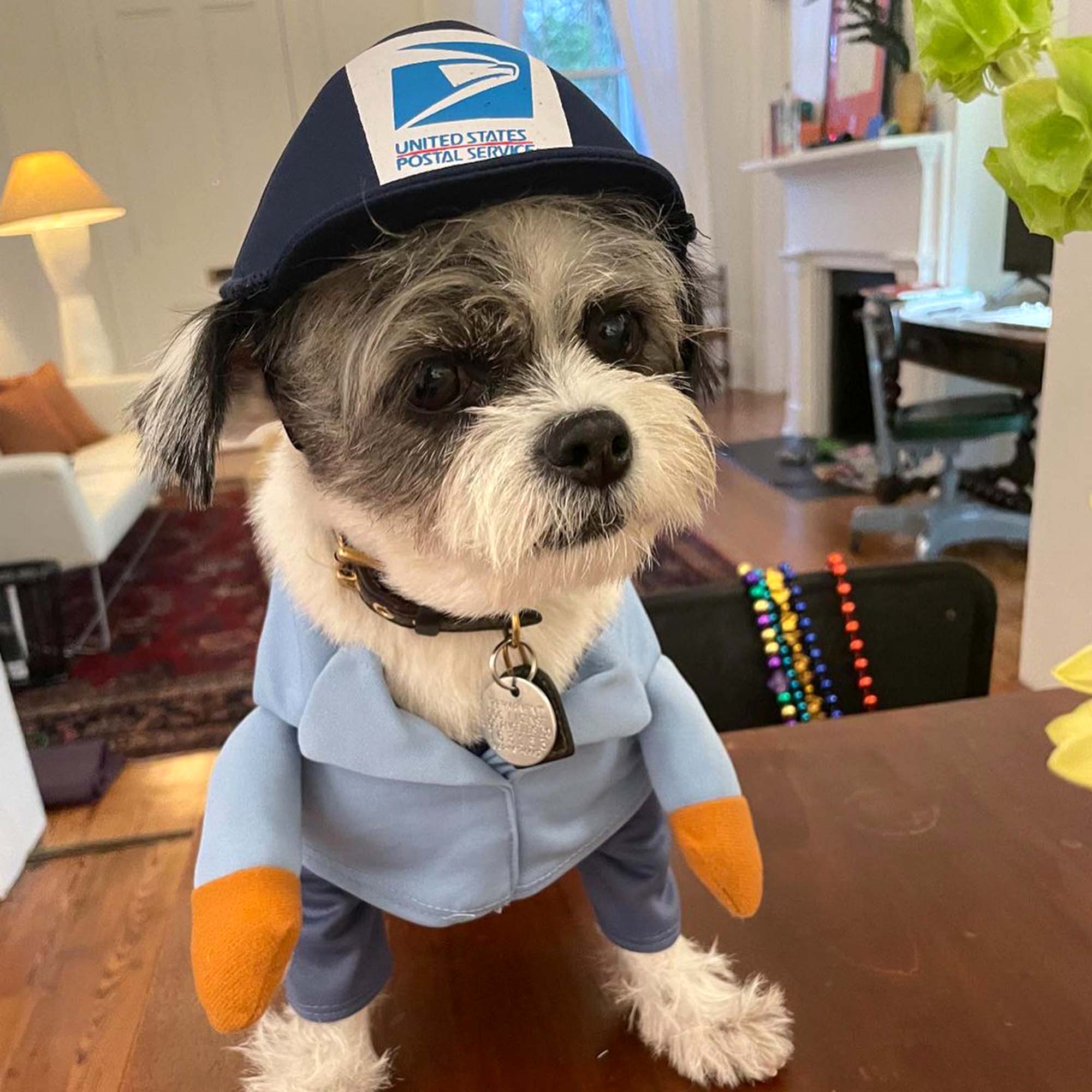Star-Studded Halloween: Celebrities in Hollywood with the Most Adorable Pet Costumes