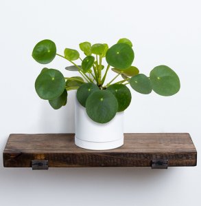 Pilea Plant