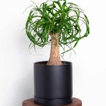 Ponytail-Palm