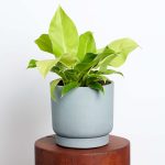 Moonlight-Philodendron-Plant