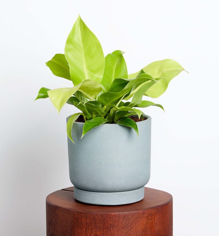 Moonlight-Philodendron-Plant