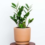 ZZ-Plant