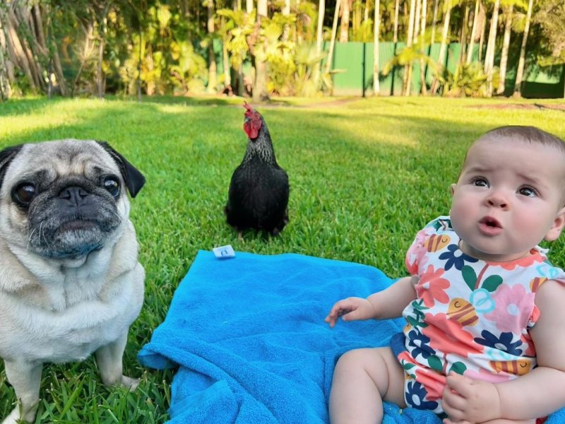 Chickens! Dogs! Bindi Irwin, Chandler Powell's Daughter Grace Meets Animals