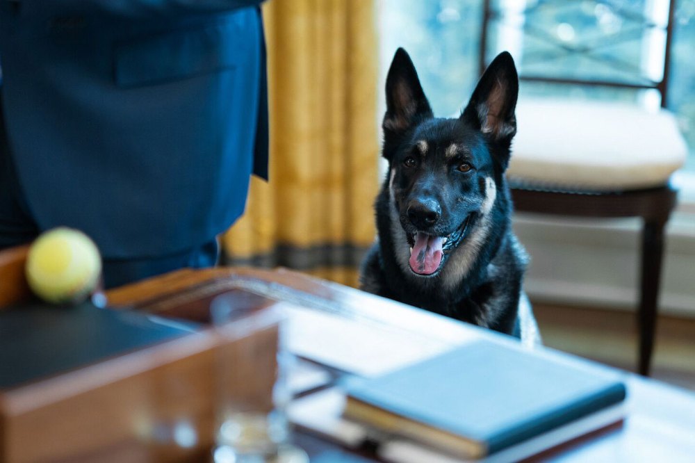 Joe Biden's Dog Major Has a New Family, White House Will Get a Cat in 2022 3