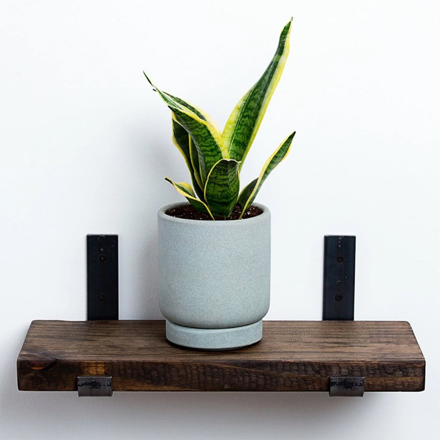 gift-guide-greendigs-snake-plant