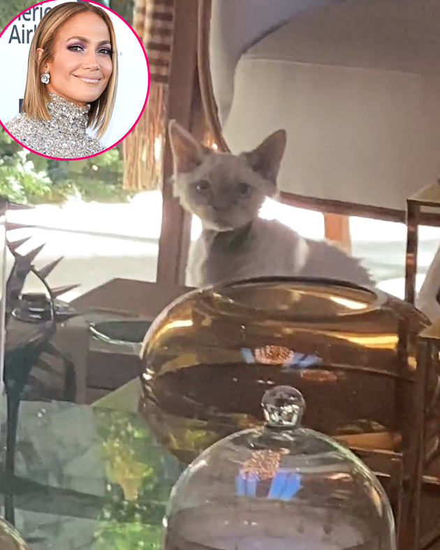 Celebs Who Are Obsessed With Their Cats