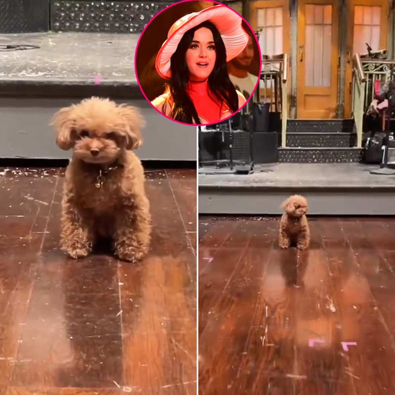 Nugget’s on ‘SNL’! Katy Perry Brings Her Pup to Live Show