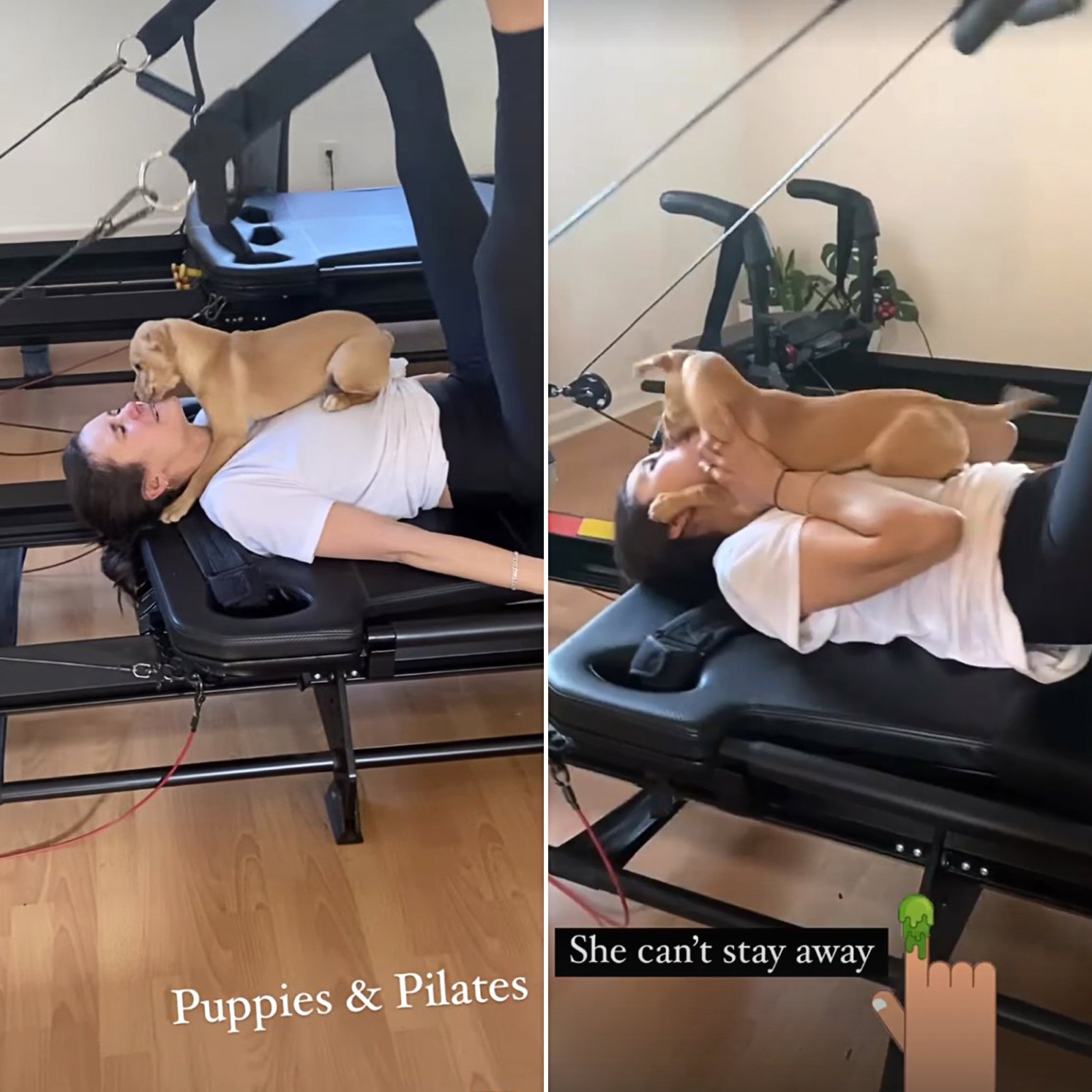 Stars Who Work Out With Their Pets Nina Dobrev