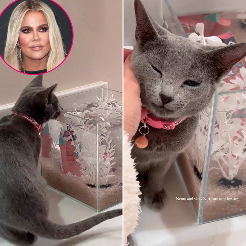 Khloe Kardashian and More Stars Who Are Obsessed With Their Cats