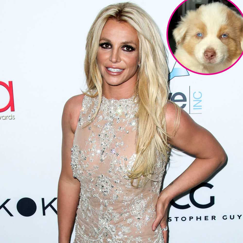 Britney Spears Adopts a 'Dream' Dog and Cat: They Make 'My Heart Melt