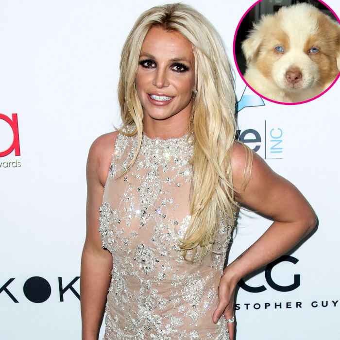 Britney Spears Adopts a 'Dream' Dog and Cat: They Make 'My Heart Melt