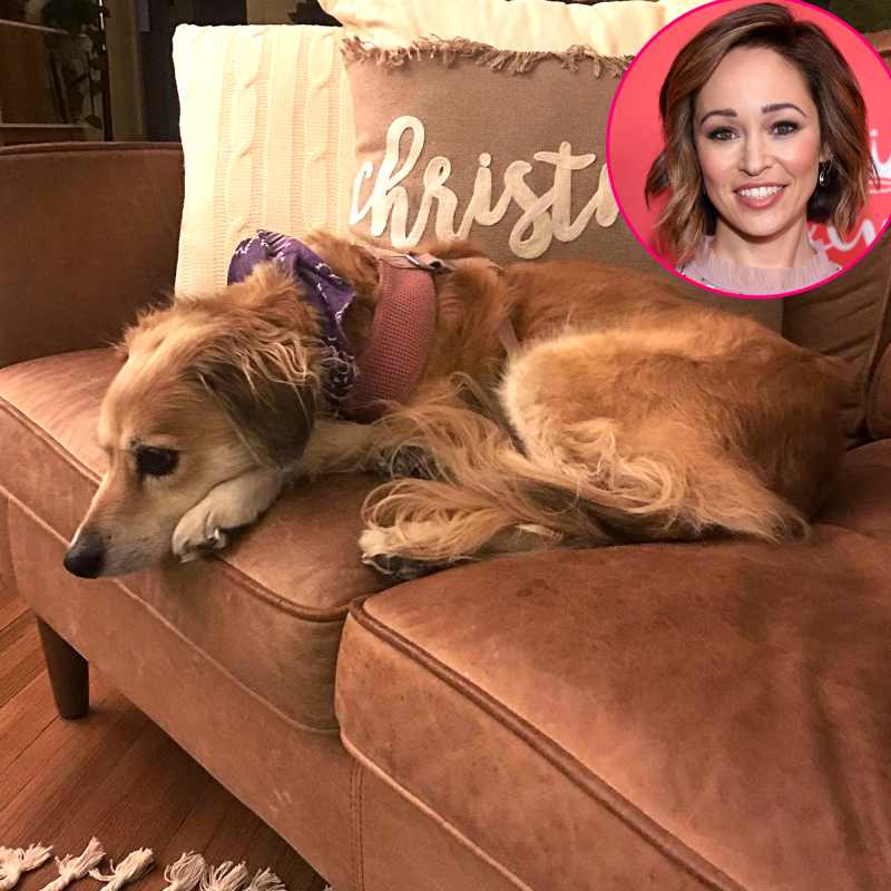 Meet the Pooches! A Complete Guide to Hallmark Stars' Dogs
