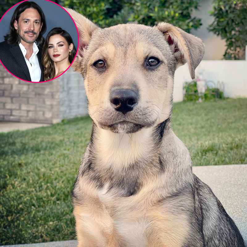 Celebrity Couples Who Adopted Pets Together