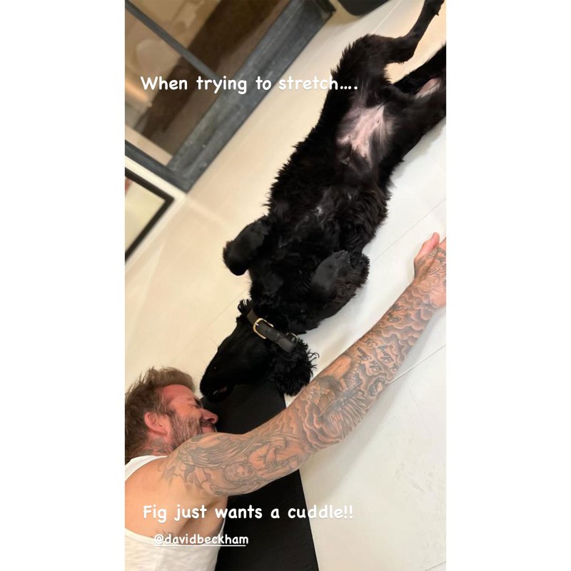 Stretching Buddies! David Beckham’s Dog Fig Joins His Workout