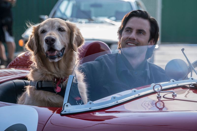 The Bridgerton Cast Channing Tatum and More Stars Reveal What Its Like Working With Pets on Set