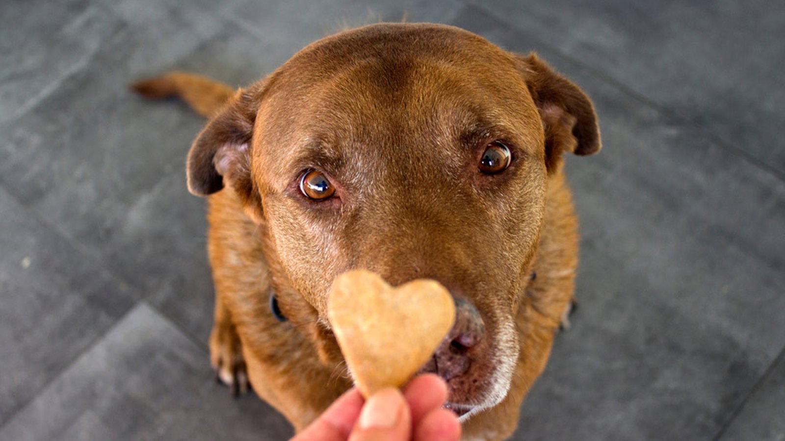 calming-treats-for-dogs