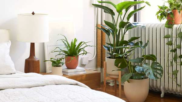 low pentagonal planter