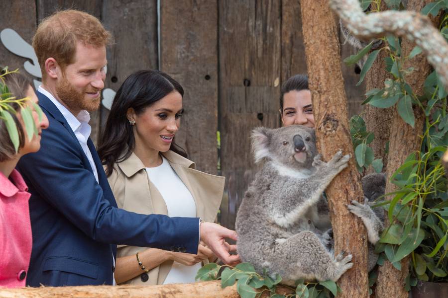 Four Legged Friends Cutest Photos Royals Meeting Animals Through Years Meghan Markle Prince Harry