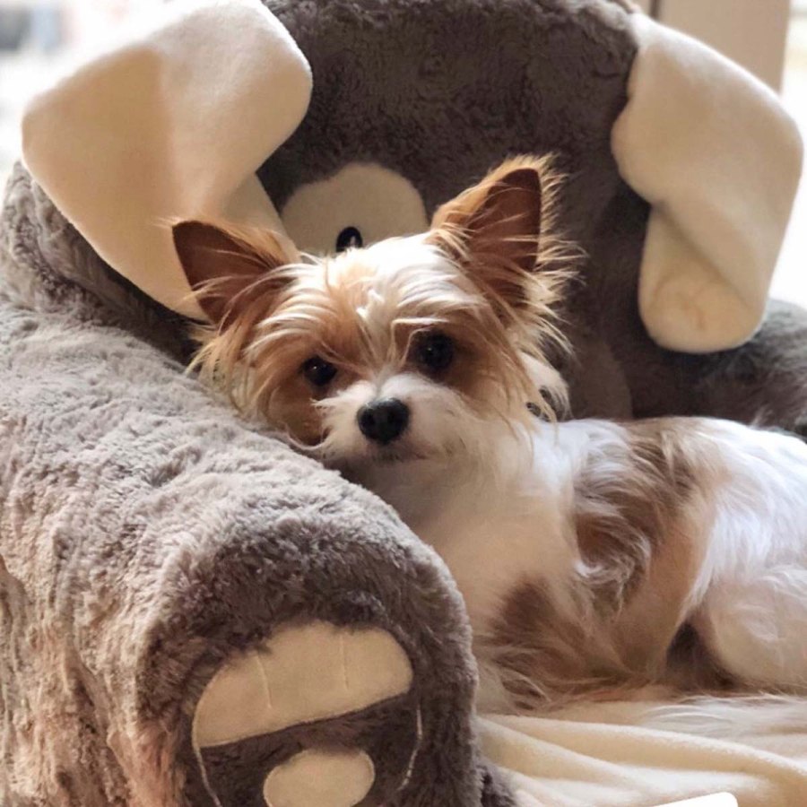 Is He Kim Tori Spellings Bearded Dragon Has Favorite Kardashian