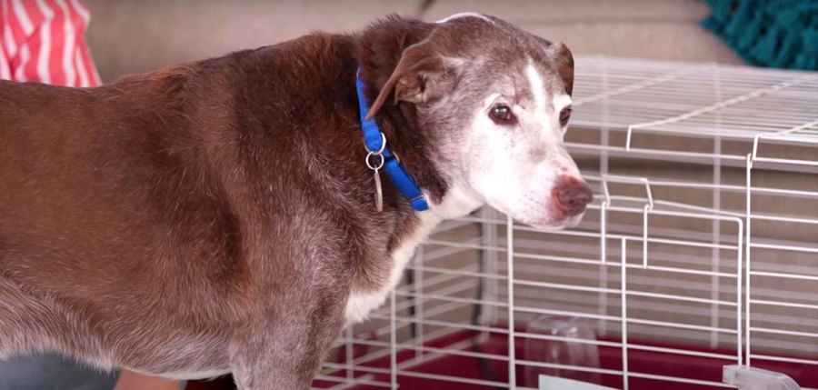 Is He Kim Tori Spellings Bearded Dragon Has Favorite Kardashian