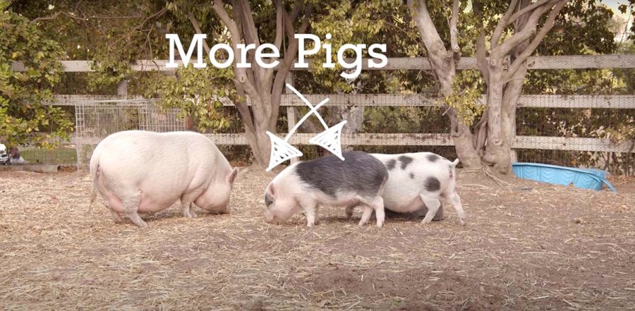 Is He Kim Tori Spellings Bearded Dragon Has Favorite Kardashian