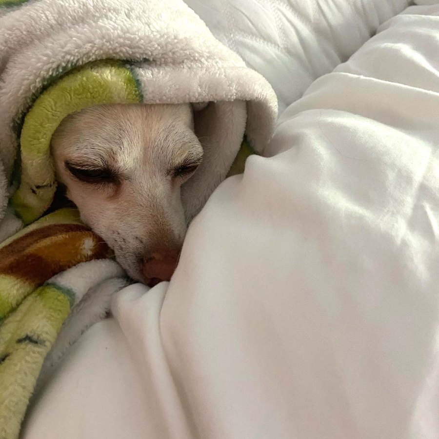 Is He Kim Tori Spellings Bearded Dragon Has Favorite Kardashian