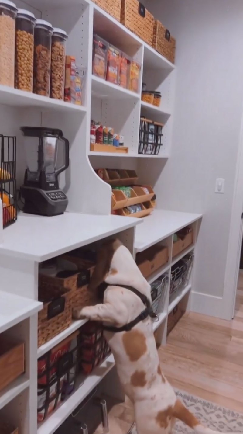 Teen Mom 2 Alums Chelsea Houska and Cole DeBoer Get Their Pantry Professionally Organized