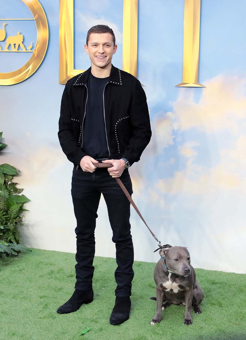 Tom Holland Marvel Stars and Their Beloved Pets