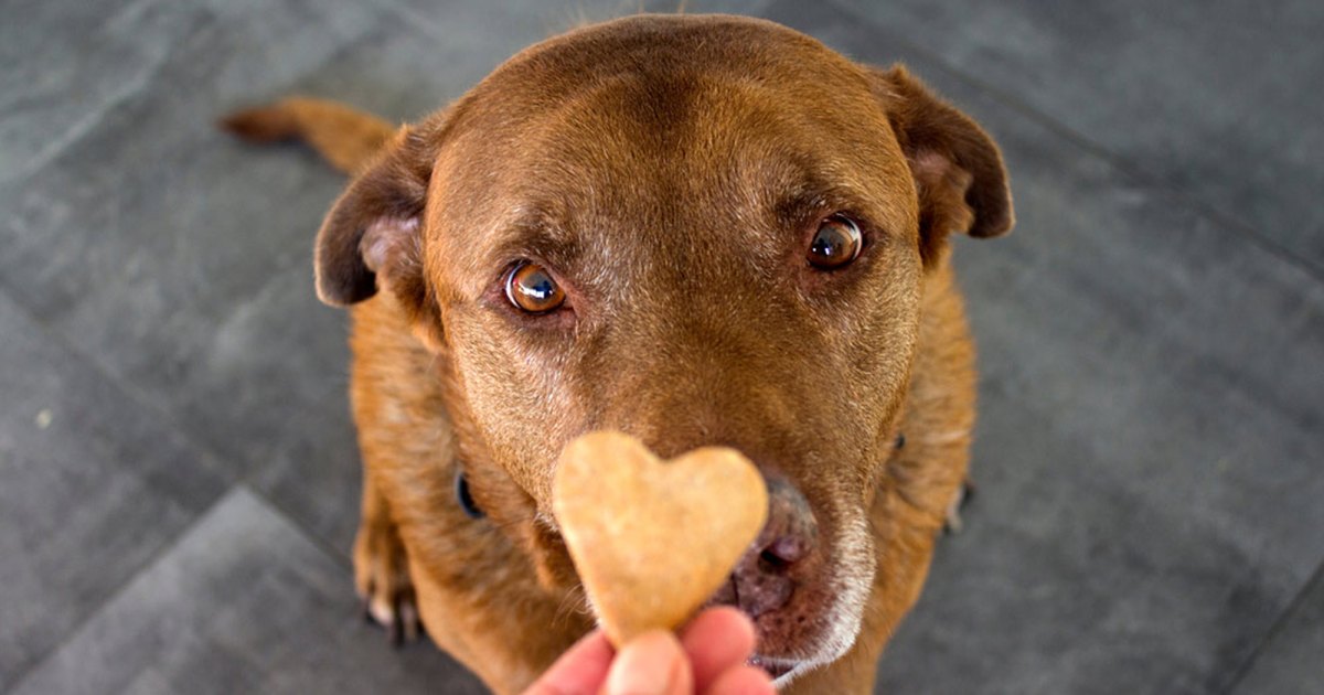 10 Best Dog Treats for Separation Anxiety and Stress 2022.jpg