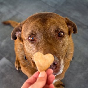 best-cbd-dog-treats