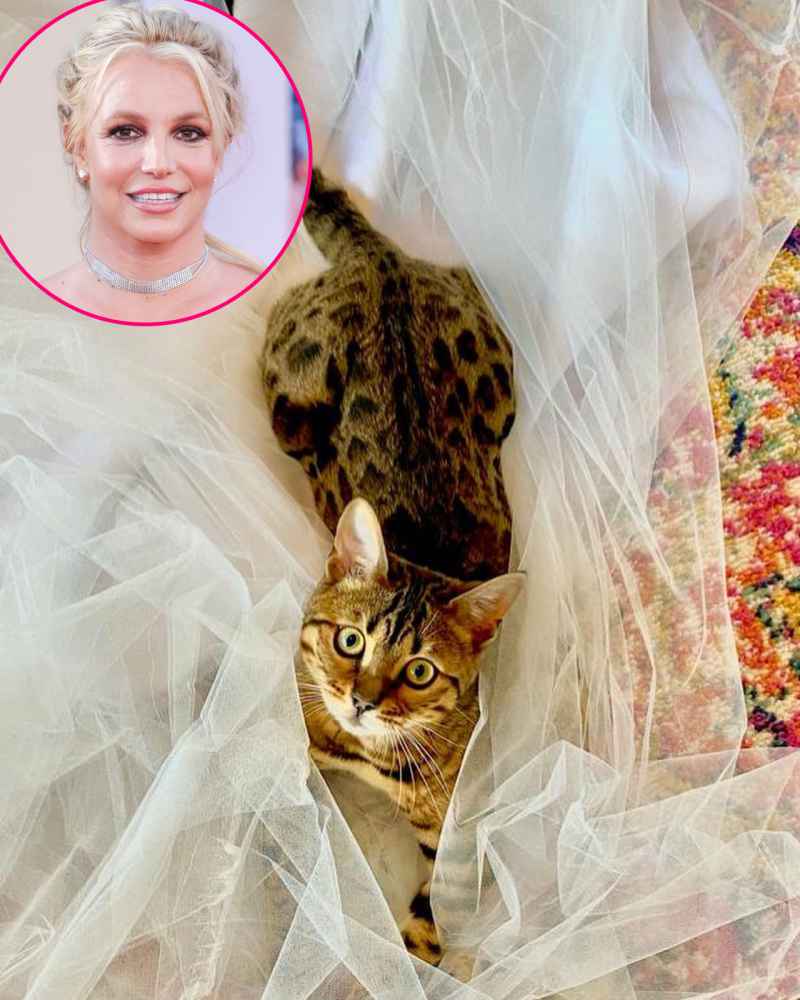 Meet Wendy! Britney Spears Introduces Her New Cat — And Wedding Veil