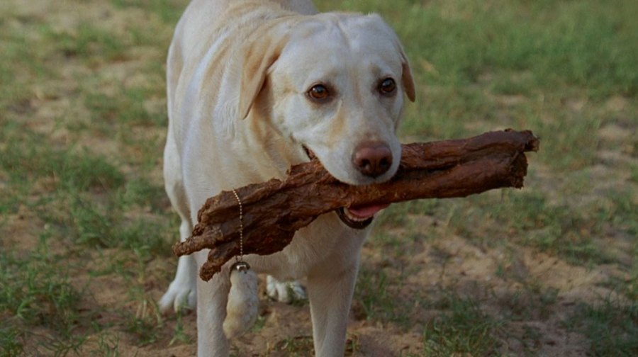 TV Shows' Beloved Pets Through the Years: Photos